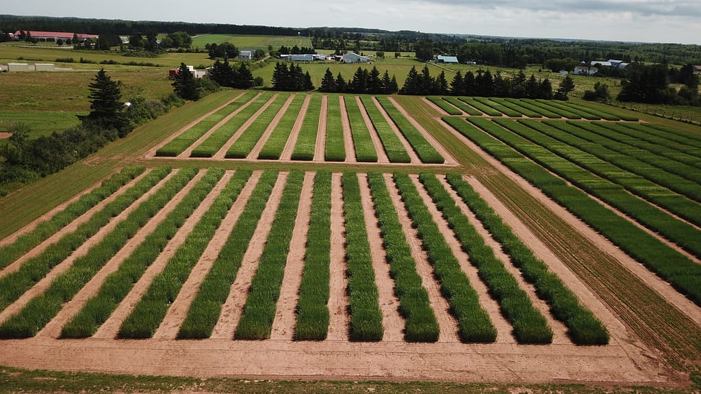 barley research 3