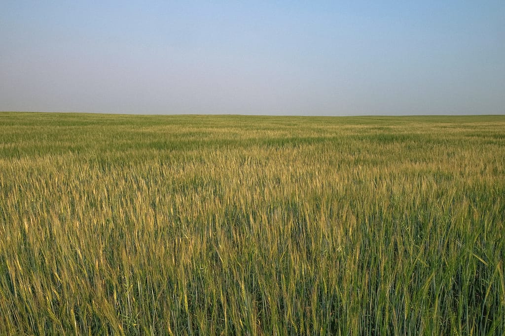 barley field_3