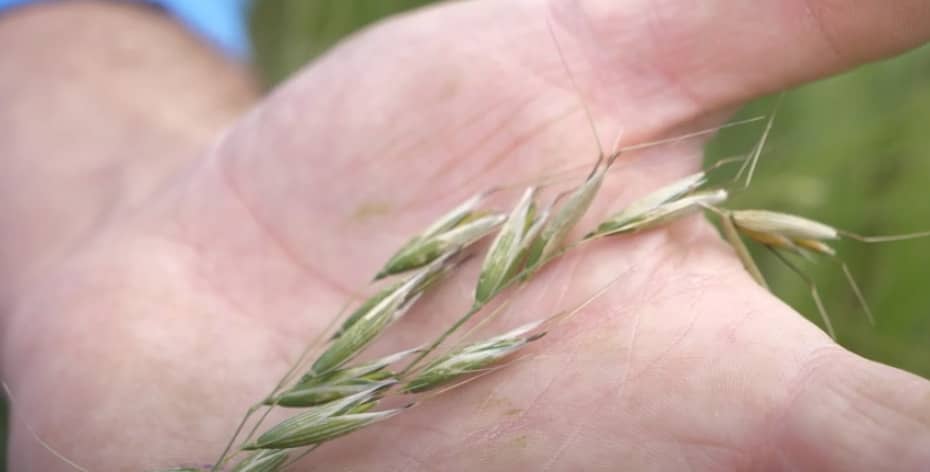 wild-oats
