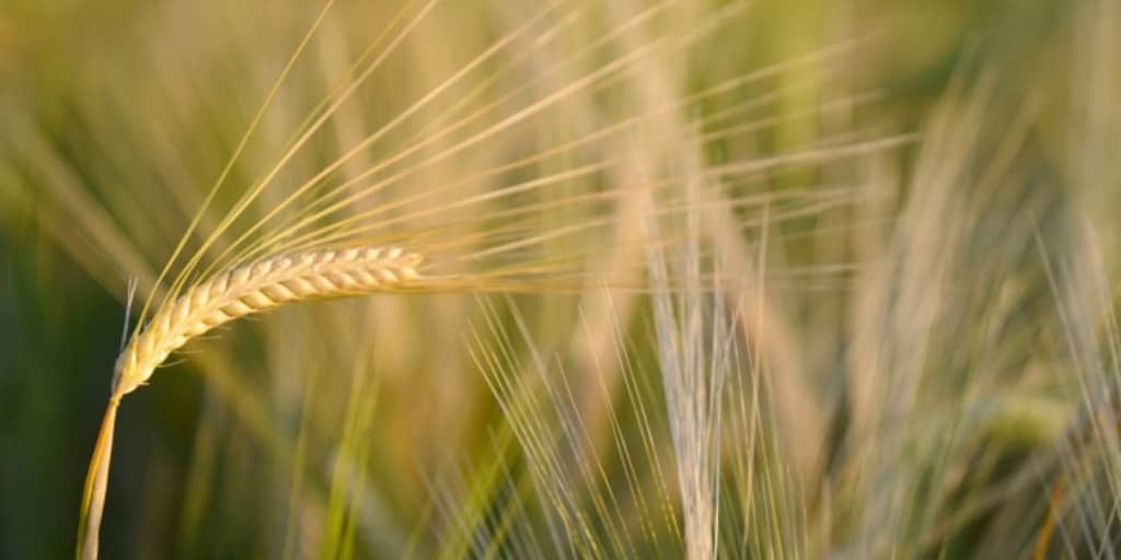 feb-23-malting-barley