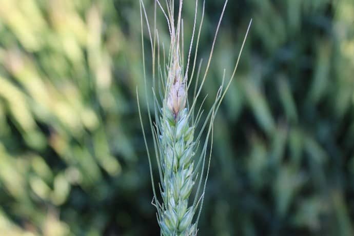 fusarium head blight in barley