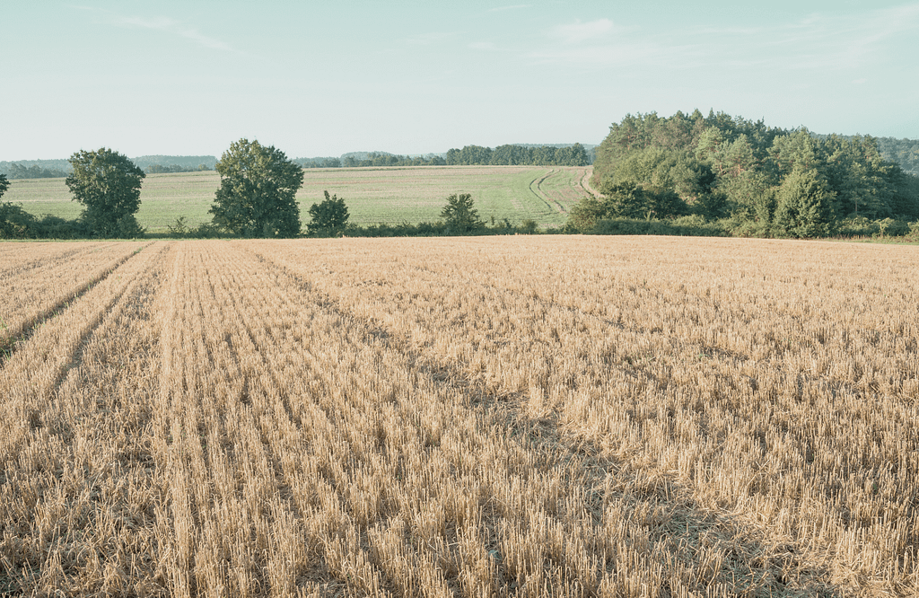 barley-stubble