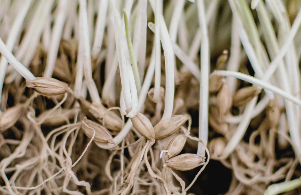 barley seed sprouting