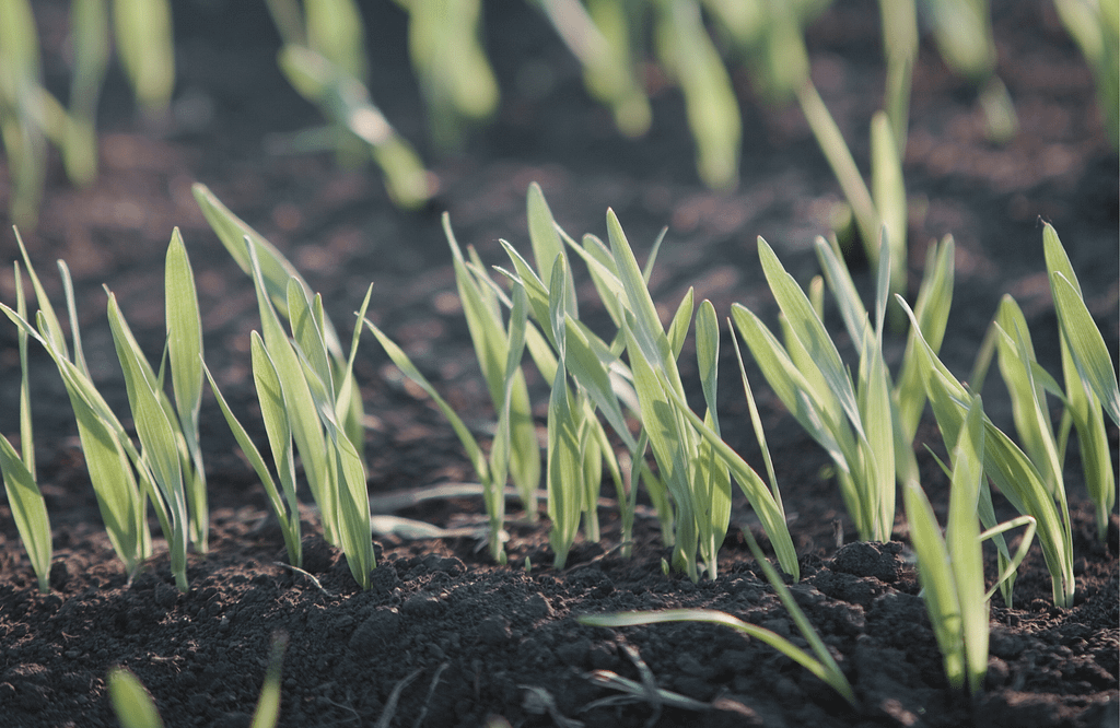 malt barley seeding rates seedlings in field