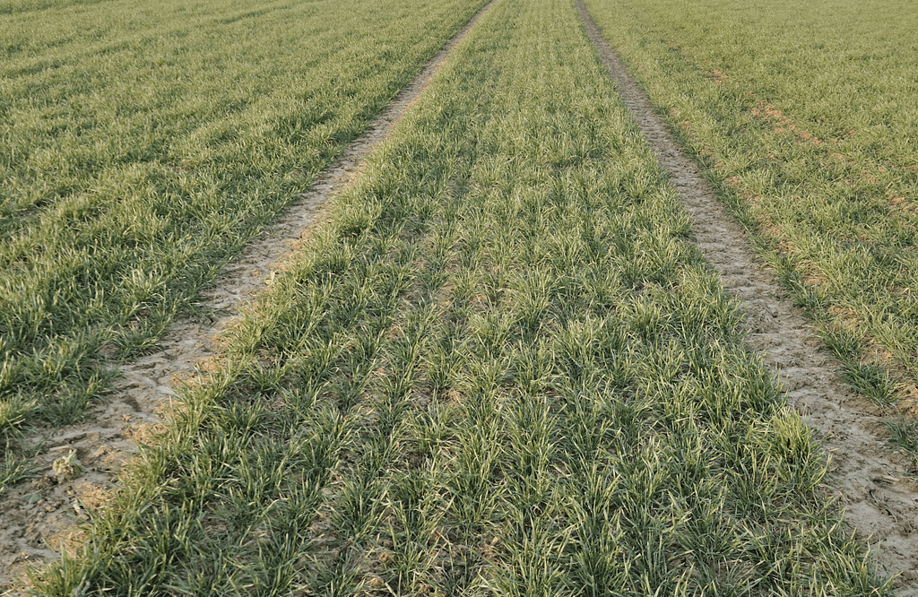 barley seedlings in field