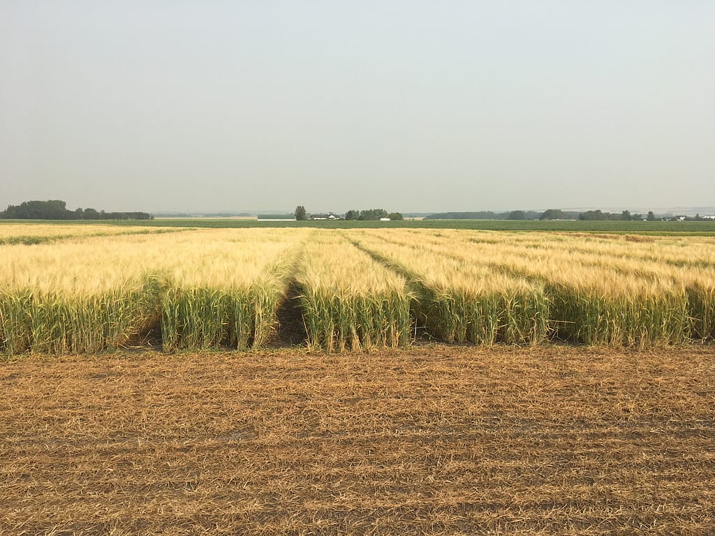 barley resaerch 5