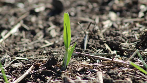 barley-disease-management-resources