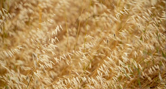 wild-oats-1000-opt