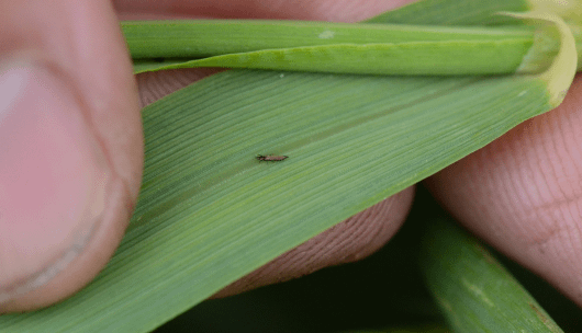 Thrips Image
